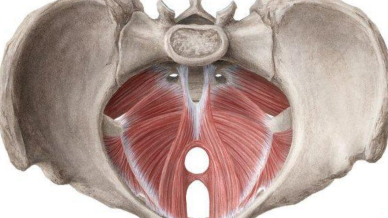 pelvic health